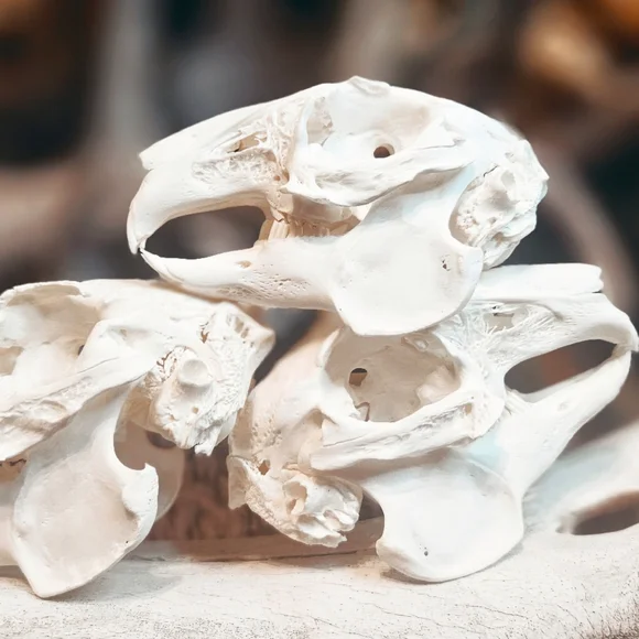 Domestic Rabbit Skulls - Picture 2 of 2